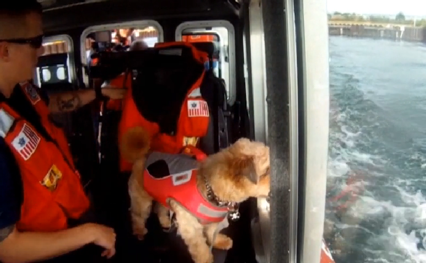 巴納哥穿帶狗狗專用背心，陪著隊員一起去巡防海岸囉！　翻攝自CNN影片