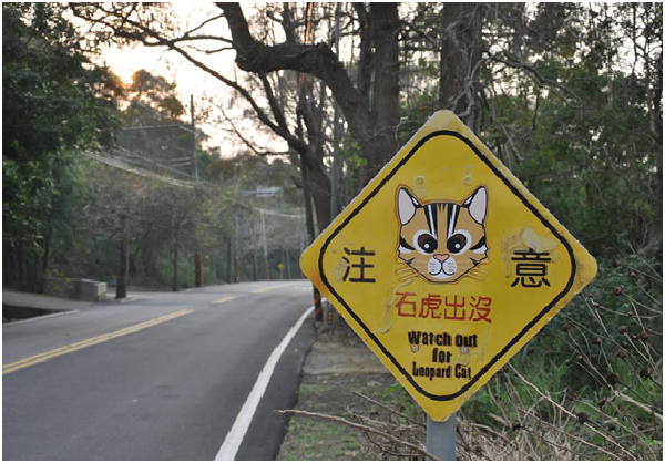每個曾發生石虎路殺路段都設置告示牌，提醒駕駛人減速慢行。李璟泓表示11日遭路殺的石虎，發生地點就在苗128縣道上；而近5年來在這條路上遭路殺的石虎已知就有5隻以上，而那些未被發現的個案更無從統計。　李璟泓提供