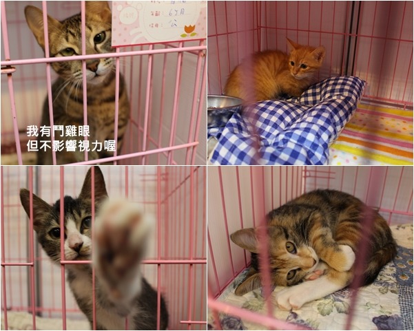 台灣愛貓協會的貓咪在摸之前要先消毒，各個都超可愛啊～　何宜/攝