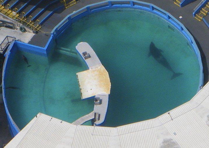 蘿莉塔在1980年失去了另一半後，就再也沒見過同類。　取自Free Lolita the Orca!