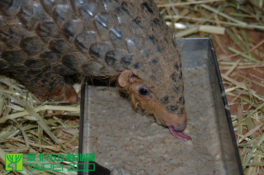 穿山甲的人工飼料需要每天現做,用果汁機打成粥狀後蒸熟。 取自台北動物園官網