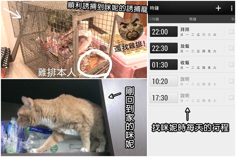 葉小姐也分享當初是如何架設誘捕籠、成功抓到咪妮，咪妮回家後瘦了一大圈，但還好沒有受傷、也馬上就適應原本的家。　葉小姐/提供