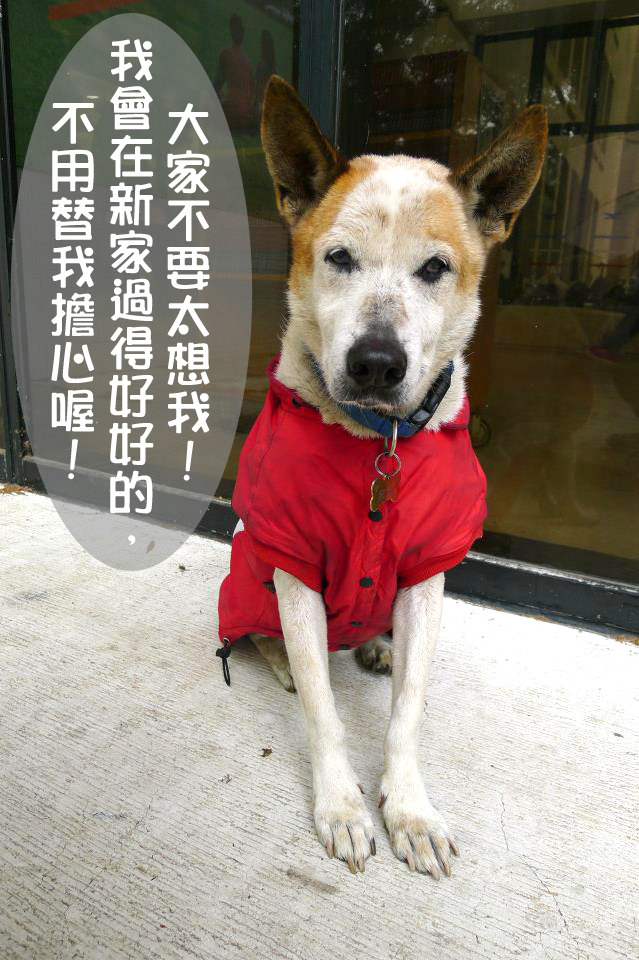 帥氣的黑輪年紀大了，在校園裡盡責守護了14年，如今可以有個完整幸福的家。　何宜/攝