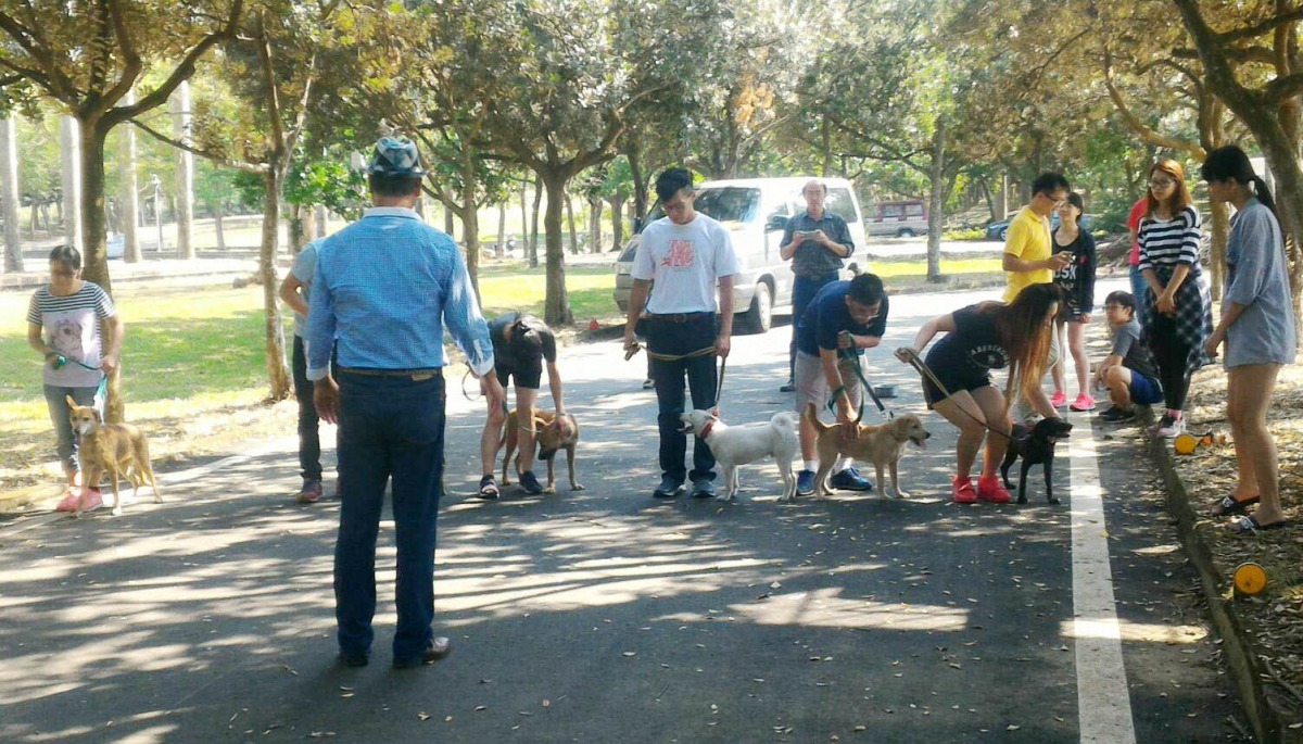 由中正大學的學生接受訓犬課程，將帶著這些狗狗一起到校園做宣導，圖為上課狀況。　嘉義縣防治所/提供