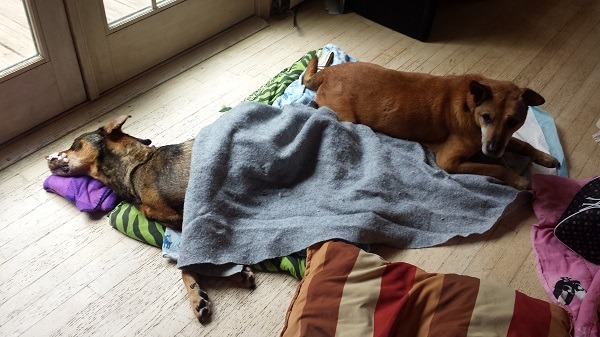 手術過後,多明哥遲遲未甦醒,琳達和救援團體想盡辦法找醫師、日夜陪伴照顧牠,同時也希望大家替牠祈禱! 取自Ricky Charlie Highbridge Park Dog