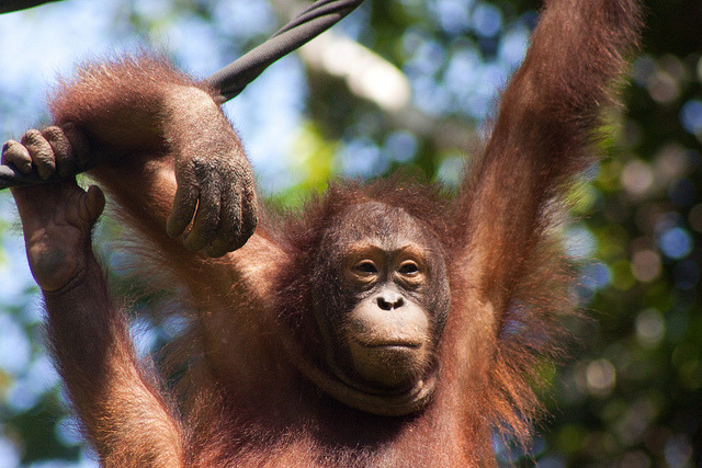 野生紅毛猩猩。 Flickr_Darren Pearce