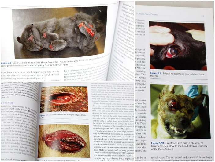國外已有許多「動物法醫學」相關書籍,以圖文並呈的方式探討遭虐傷動物的鑑別方法。 何宜/攝