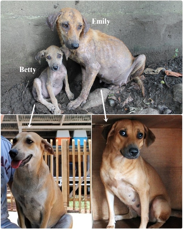 取自快樂動物俱樂部官網