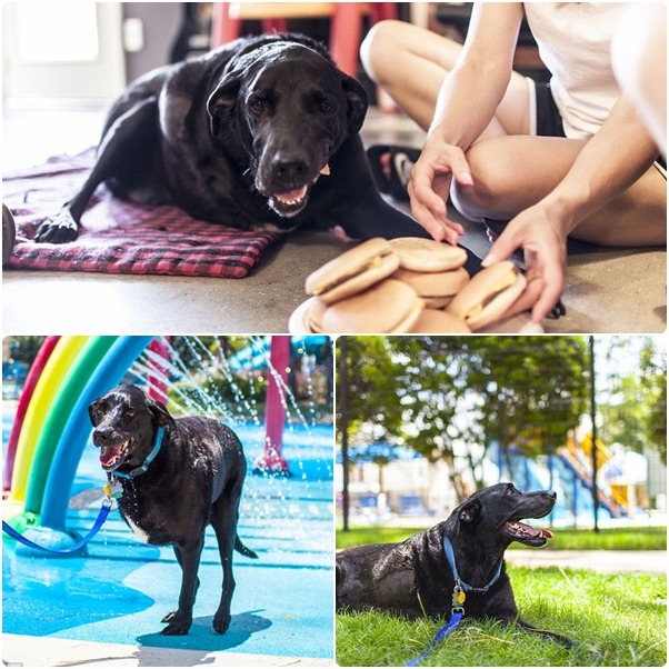 我今天吃了好多漢堡,還去公園玩了水,趴在草地上吹著風真的好舒服喔。 取自網路