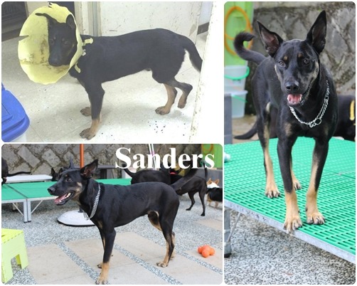 左上是Sanders還在醫院接受治療的模樣，現在的牠除了偶爾會踮腳外，是個熱情親人的大男孩！　(左上)Mary’s Doggie粉絲團、何宜/攝