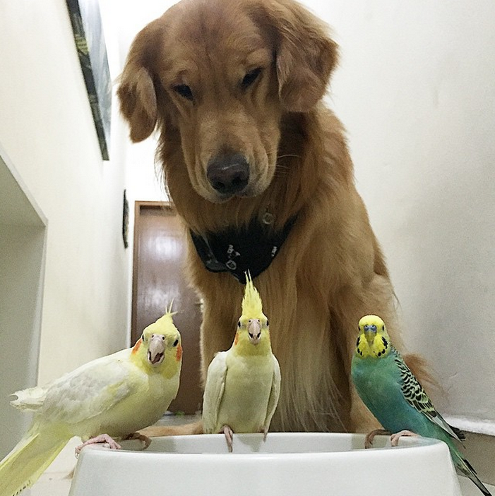 媽!!!!人家的飼料........嗚嗚.....