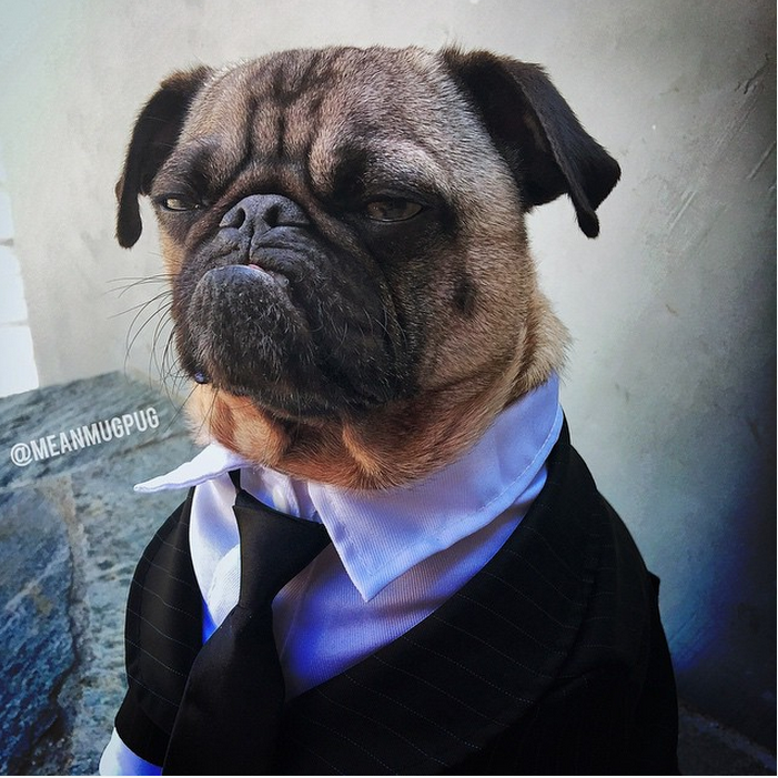 「什麼？星期一了啊……….」　取自meanmugpug Instagram