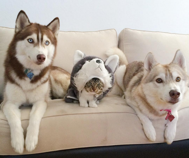 我是哈士奇、不是貓！　取自lilothehusky