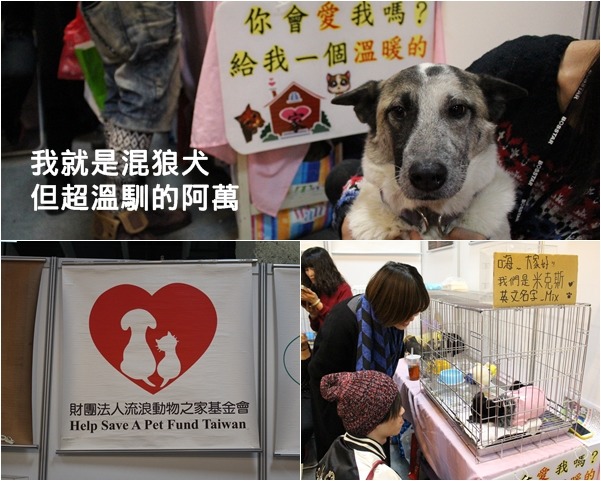 阿萬在現場想睡、無辜的臉相當可愛！　何宜/攝