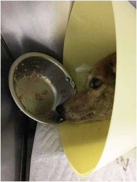 癱瘓老黃狗仍住院接受治療和觀察，也開始進食，努力睜著圓碌碌的眼睛透露著想活下去的渴望。雲林縣關懷動物協會/提供