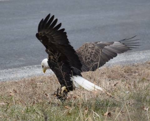 不論是台灣或是國外,捕獸鋏的爭議不時就會上演,但卻難有根除的一天。 取自Susan Boardman