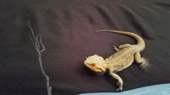 跟狗一樣會追棍子XD