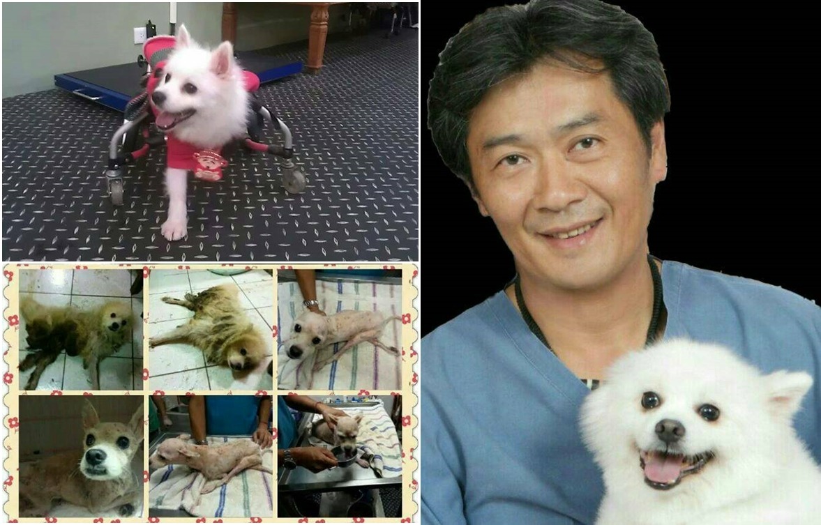 弟弟一開始狀況慘不忍睹,在楊靜宇的照護下像施了魔法般變回人見人愛的狐狸犬。 楊靜宇/提供