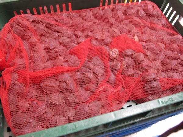 台灣近年時常傳出走私食蛇龜、柴棺龜等案件，幾日前海巡署又查獲一千多隻的走私烏龜。　此為示意圖非本次案件，取自關懷生命協會