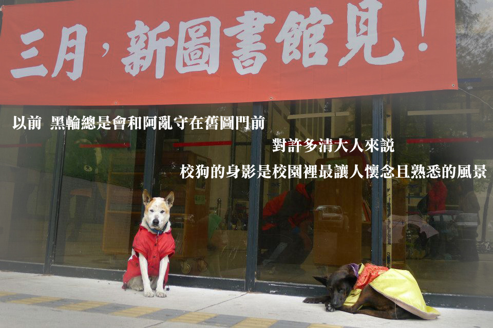 校園是校犬們一個暫時棲身的處所，但不是能永遠安身立命的地方。　何宜/攝