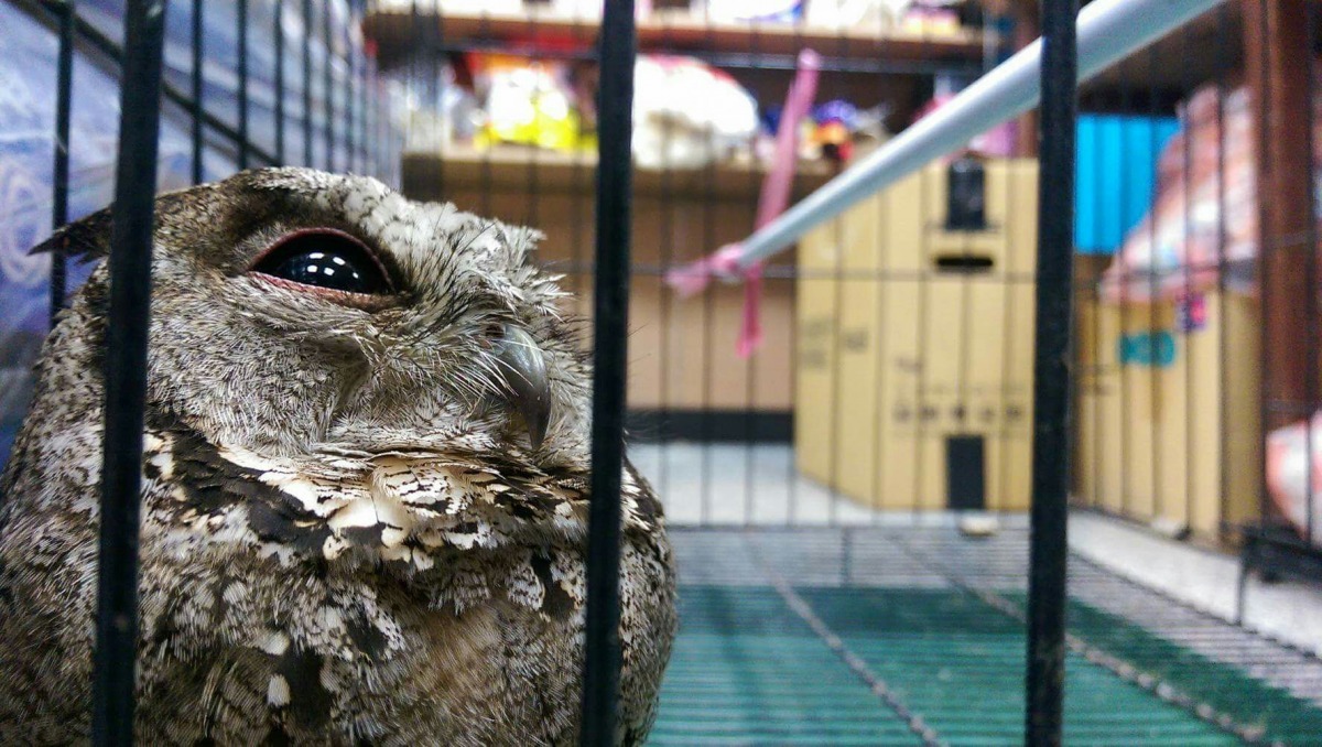領角鴞先被送往野鳥協會後、又被送至動物醫院進行診斷。　林管處/提供