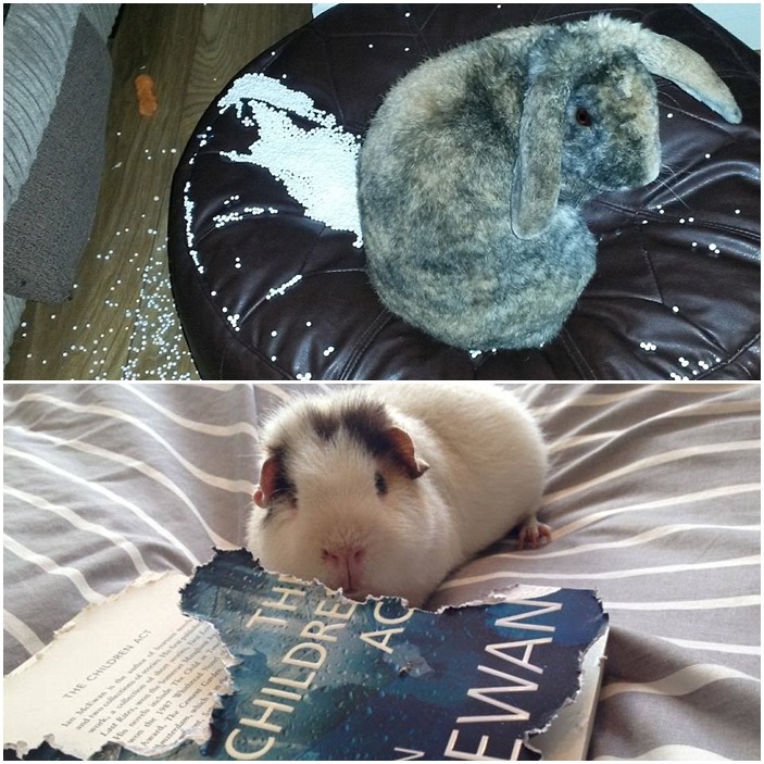 兔子跟天竺鼠的破壞力也非同小可！　　取自Terry’s Fabrics