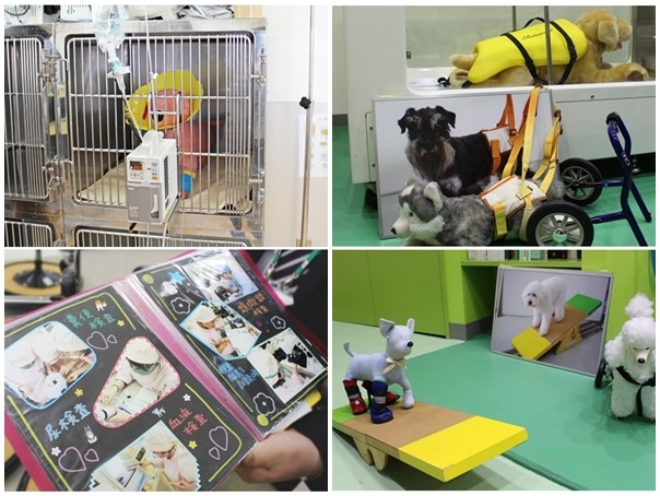 動物看護師需要學習照護狗狗、血液糞便檢查等等的相關知識(圖左上下)、而理學療法學科則是因應日本高齡犬漸增的情況增設的科系(圖右上下)。　何宜/攝