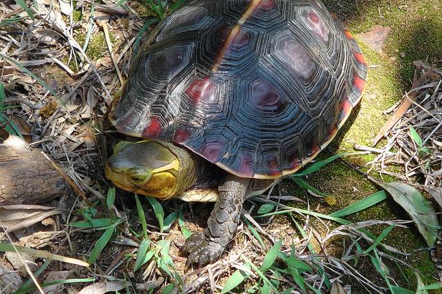 食蛇龜走私遭查獲數量逐年增加，去年甚至有3千多隻。　Flickr_鵬智 賴
