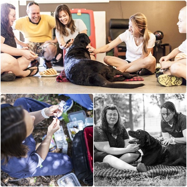 大家都來陪我了,看見大家真的讓我好開心!接著獸醫姐姐說我可以放心好好睡一覺,不用半夜再被腫瘤痛醒了,但是,我不曉得為什麼大家都開始哭了。 取自網路