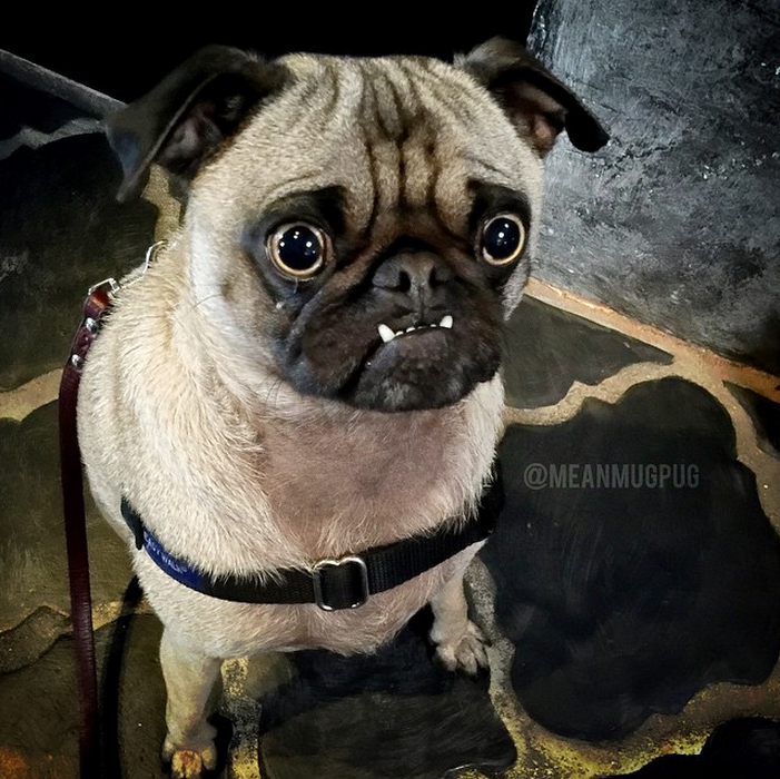 「今天沒有骨頭可以吃？！」　取自meanmugpug Instagram