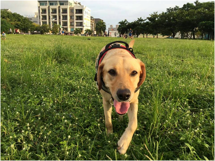 圖為搜救犬斯斯，斯斯的粉絲要去挺挺動物嘉年華找牠玩哦！　取自挺挺應援團