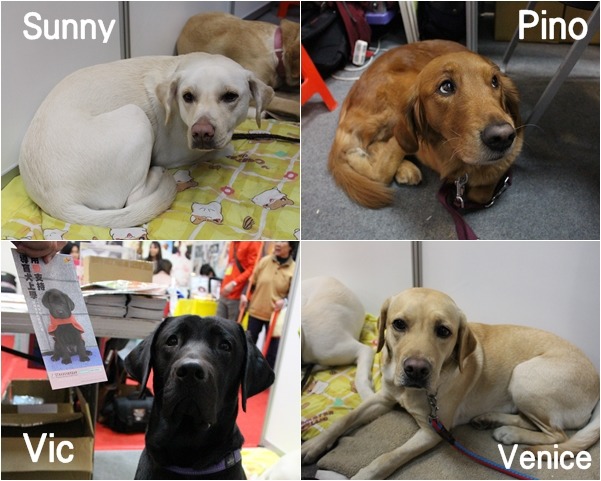 惠光導盲犬協會攤位上有4隻導盲犬，希望能讓民眾認識他們～　何宜/攝