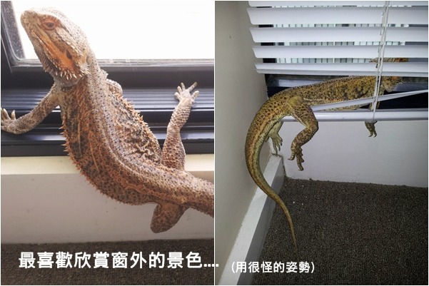 偶爾我也會到窗邊做日光浴，順便讓大家看看我這個帥哥！　取自tumblr