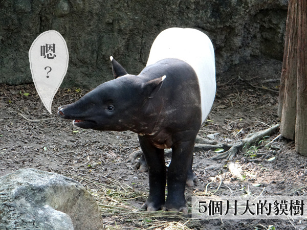 5個月大的馬來貘貘樹換下童裝，已經穿上黑白衣。　台北動物園/提供