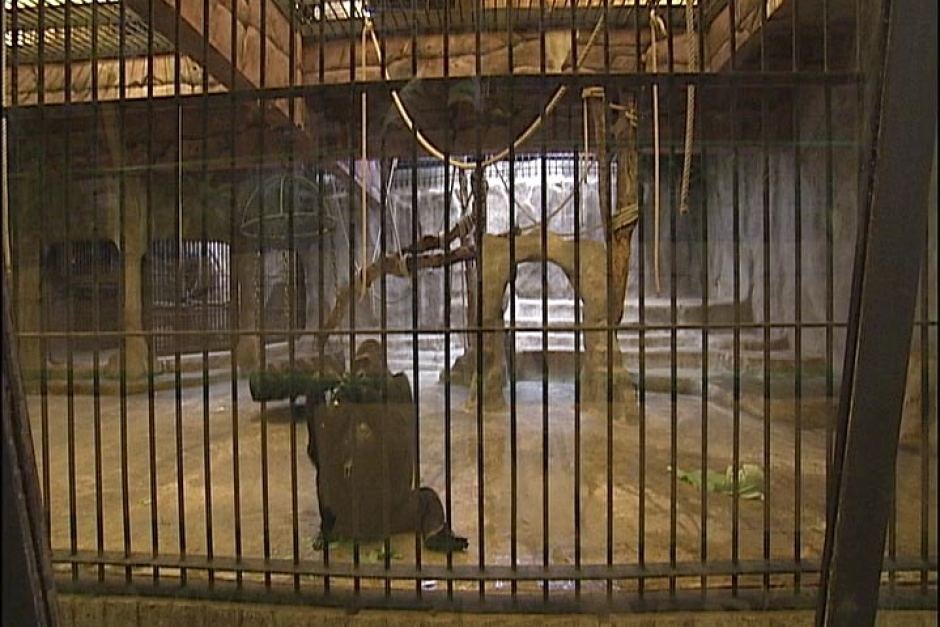 泰國曼谷的百貨公司,頂樓有兩層是動物園,去年引起動保人士連署呼籲拯救裡頭的動物。 翻攝自Australia abc news