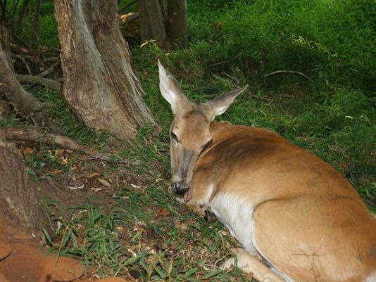目前格蕾絲已經回到野外跟小孩生活，美國政府也感謝國際對格蕾絲的關心。　取自NJ Fish and Wildlife
