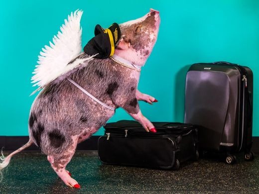 機場的療癒動物服務,你以為只有狗狗嗎?來看看這隻超吸睛的小豬! 取自USA Today