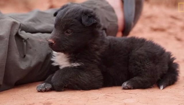 可愛的小狗被登山冒險家收編成為旅伴，最後還找到幸福家庭領養！　擷取自影片