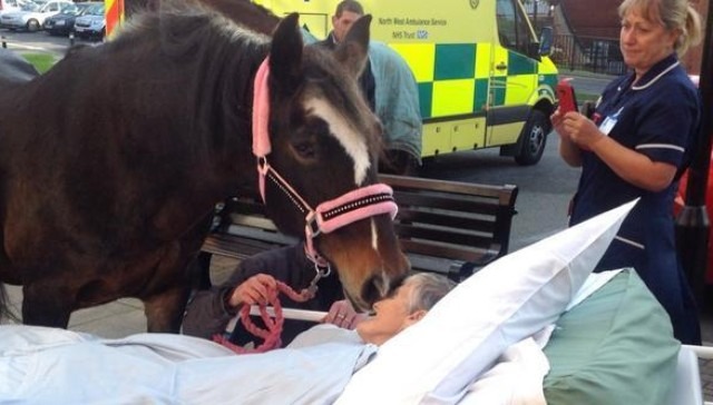 英國的婦人希拉(Sheila Marsh)在過世前,也是希望能和自己養大的馬見面。 取自Twitter/Wigan Hospitals