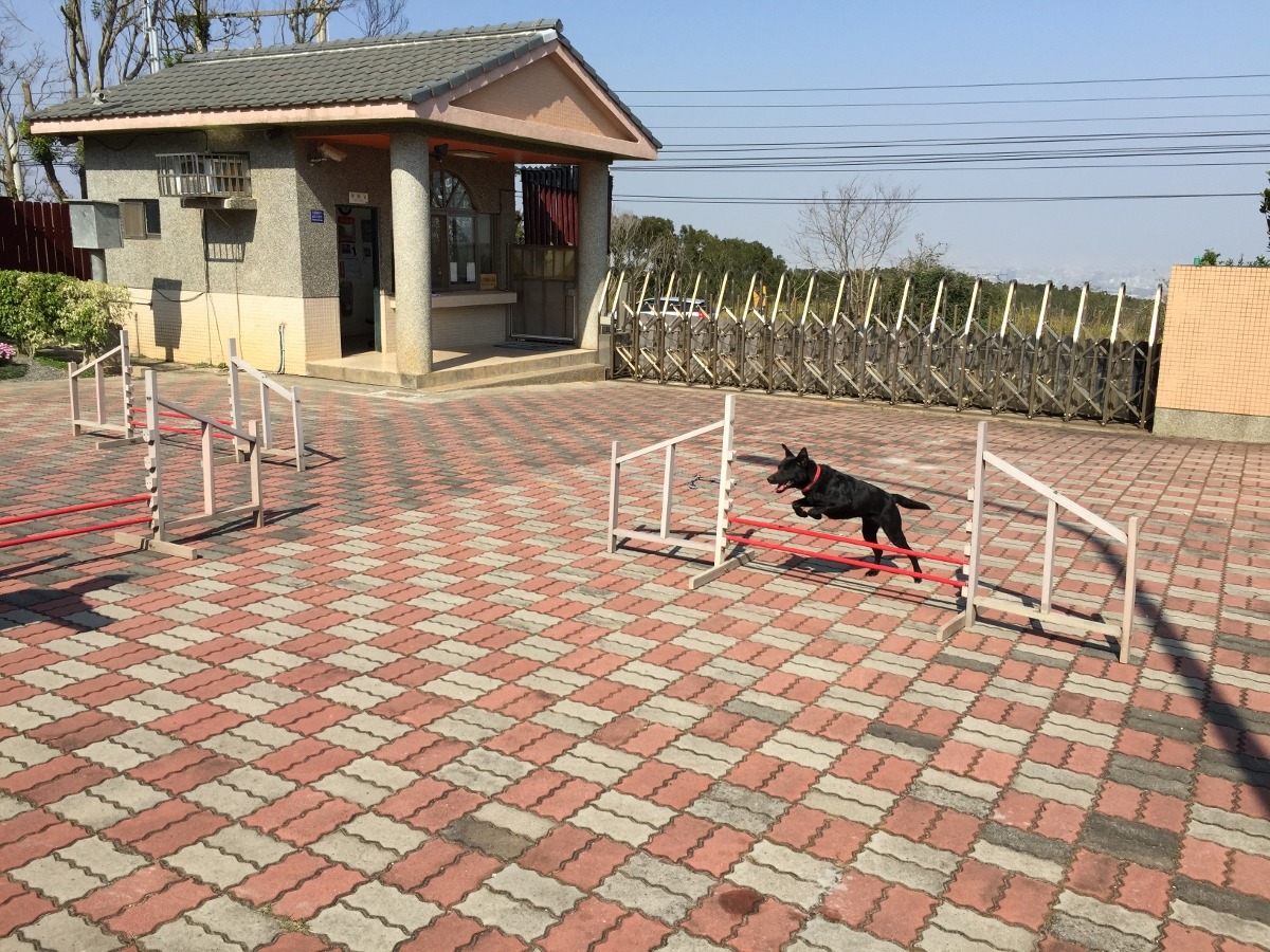 動物之家在推動領養時，往往也會發現新手飼主會面臨狗狗無法適應環境的問題，於是也積極讓動物之家訓犬員接受培訓。   台中動保處/提供