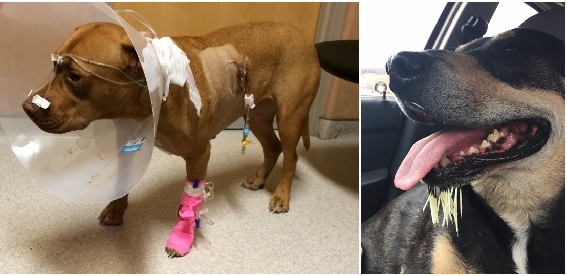 馬洛(左圖)緊急動了手術、保住一命，索加(右圖)傷勢較嚴重，把刺拔掉就沒事了。　　翻攝自gofundme.com