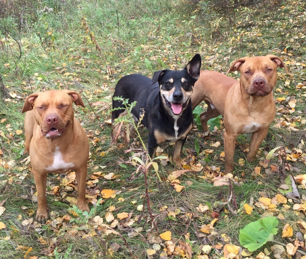 目前3隻狗狗都恢復健康，感謝有善心人士的相助！　翻攝自gofundme.com