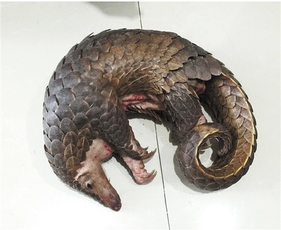 許多珍貴希有的野生動物因為被視為有強身健體的療效，因此被濫捕以致數量銳減。　翻攝自國際在線