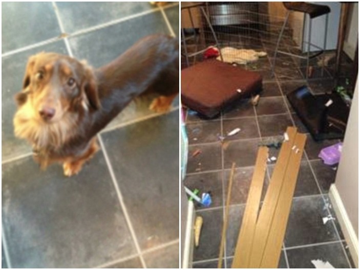 第二名則是一隻精力旺盛的迷你臘腸狗。　取自Terry’s Fabrics