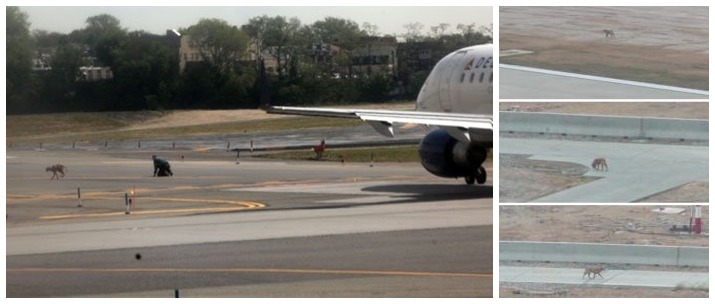 各國機場都曾發生過狗狗闖入跑道事件，左圖為美國紐約拉瓜地亞機場、右圖為馬祖南竿機場。　(左)取自網路、(右)馬祖通訊周刊第75期