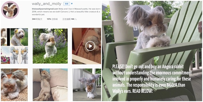 飼主也會提醒想要養安哥拉兔的人，一定要先做好功課，否則到時候產生的問題絕對會比沃莉的耳朵還大喔！　翻攝自instagram@wally_and_molly