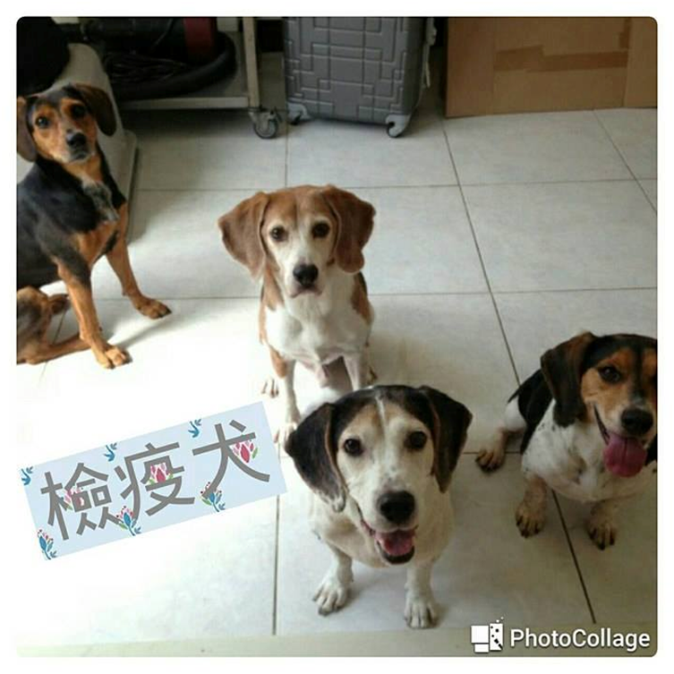 可愛的檢疫犬也會去挺挺動物嘉年華哦！　取自挺挺應援團