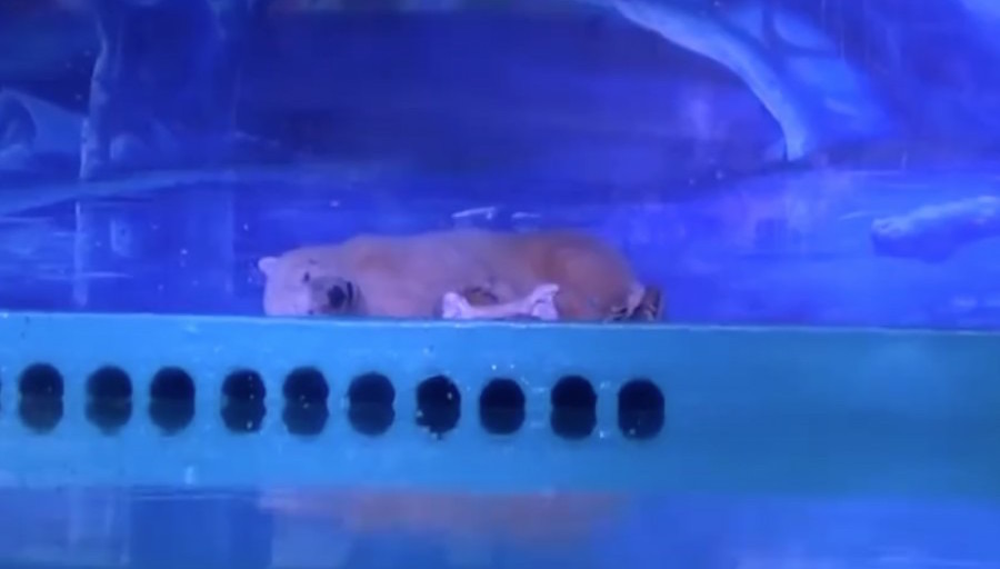 廣州一家購物中心的極地世界裡,也圈養一隻模樣可憐的北極熊,目前正號召民眾連署中! 取自Animals Asia