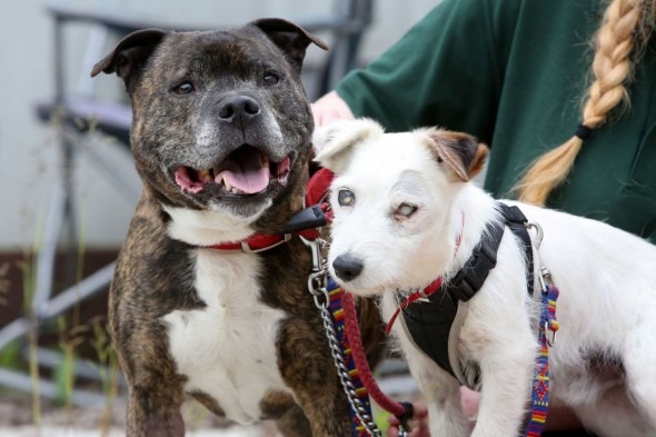 體型壯碩的巴斯是格倫的「導盲犬」，兩人的感情更是好到沒話說。　翻攝自Life with Dogs