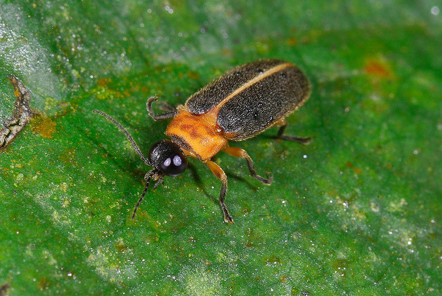 黃緣螢是台灣西部常見的螢火蟲,但是卻被人類「有心的」引入東部,造成生態問題。 取自Flickr_義欽 黃